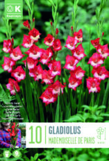 Gladiool ‘Madmoiselle de Paris’ 10tk