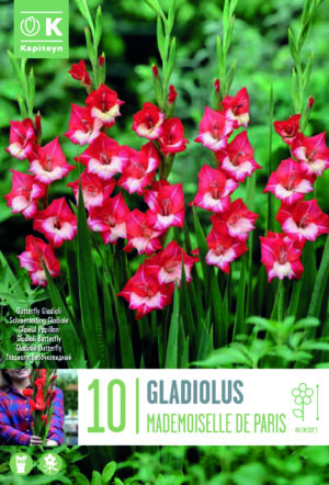 Gladiool ‘Madmoiselle de Paris’ 10tk