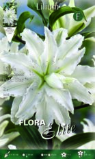 Liilia ‘Polar Star’ 2tk