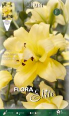 Liilia ‘Exotic Sun’ 2tk