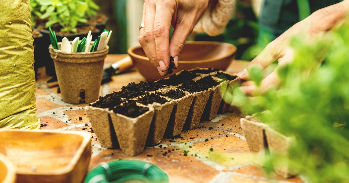 Millistest seemnetest alustada ettekasvatamist