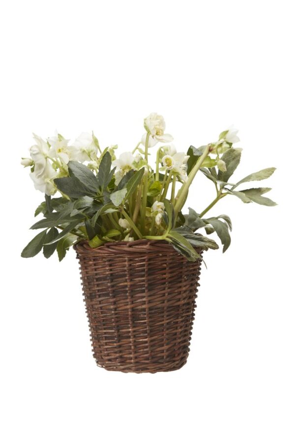 Istutuskorv Beryl 22x20cm pruun