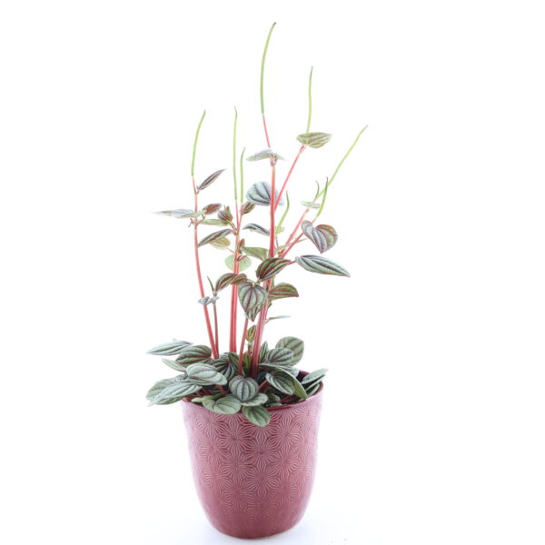 Vöödiline peperoomia 'Piccolo Banda' P11