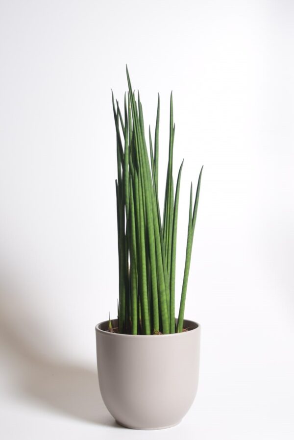 Sau-havisaba 'Fernwood Mikado' P19 50cm