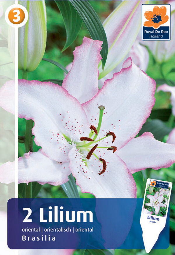 Liilia 'Brasilia' 2tk