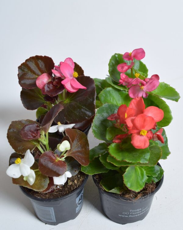 Alatiõitsev begoonia P9 Eestis kasvatatud