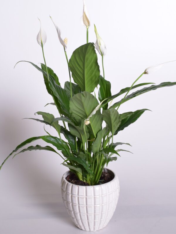 Tõlvlehik 'Sweet Chico' P13