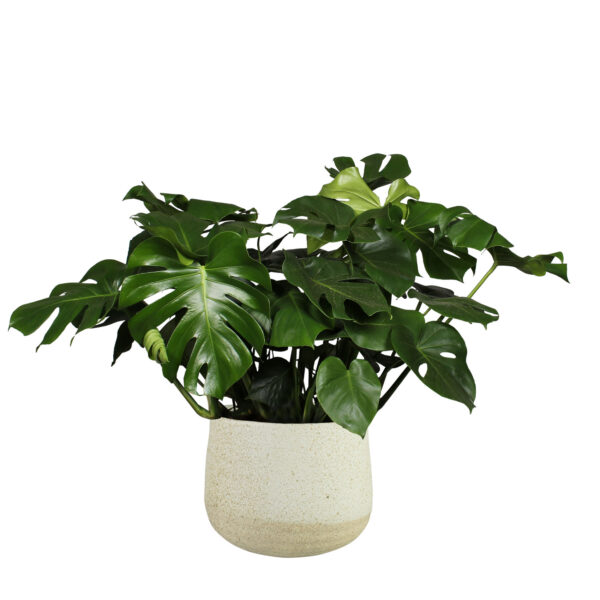 Lillepott Iris 21xh17cm bee˛