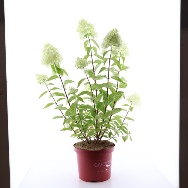 Aedhortensia Gardenlights 'RedLight' P23 40cm