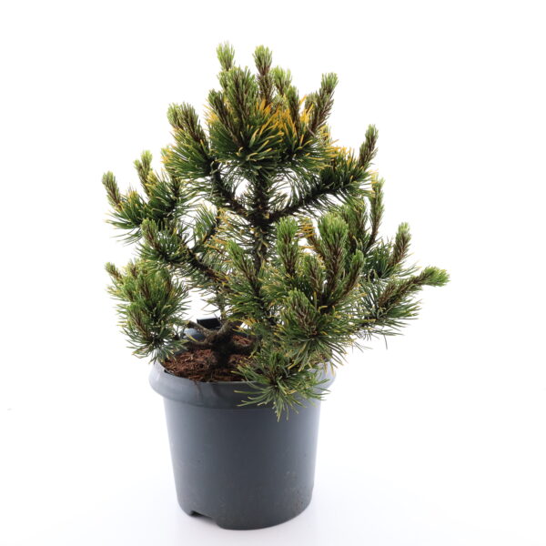 Mägimänd 'Carsten's Wintergold' P19 20-25cm