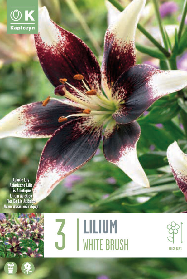 Liilia 'Bicolor White Brush' 3tk