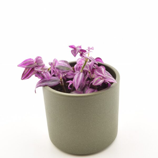 Sebralill 'Pink Paradise' P12 (tradeskantsia)