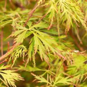 Vaher ‘Jack Frost Ice Dragon’ P19 40-50cm