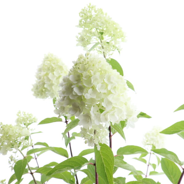 Aedhortensia Gardenlights 'RedLight' P23 40cm