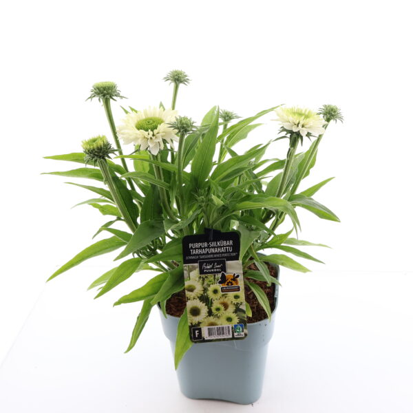 Punane siilkübar 'Sunseekers White Perfection' P19 Eestis kasvatatud