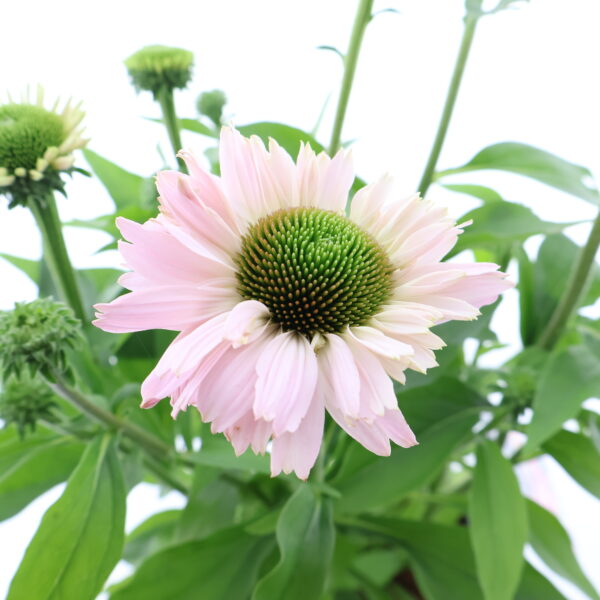 Punane siilkübar 'Sunseekers Blush' P19 Eestis kasvatatud