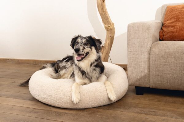 Pesa memoryfoam JAXX beez 60