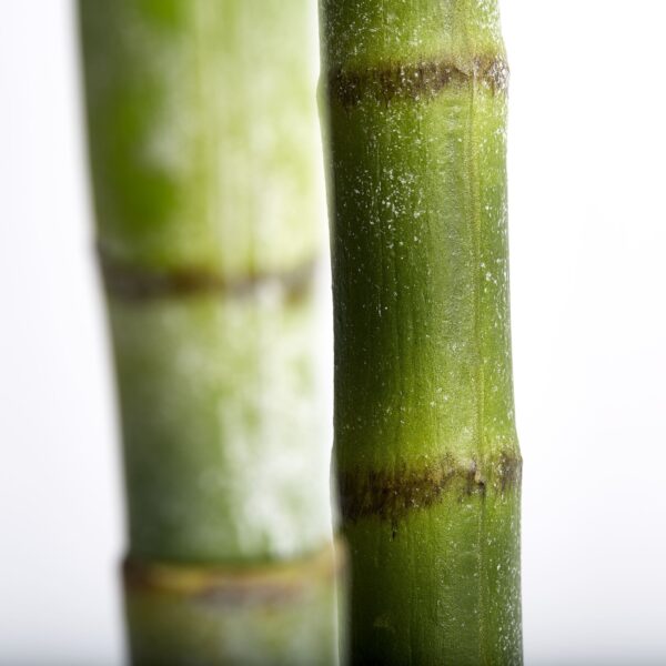 Kunstpalm Kentia 185cm