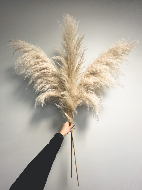 Kuivatatud Pamparohi 120cm, 5tk