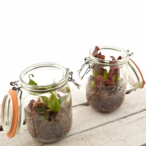 Putuktoiduline taim P10 klaaspurgis