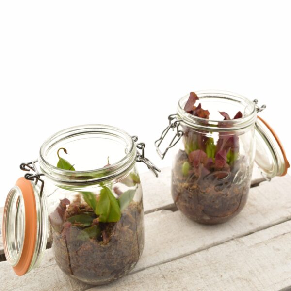 Putuktoiduline taim P10 klaaspurgis