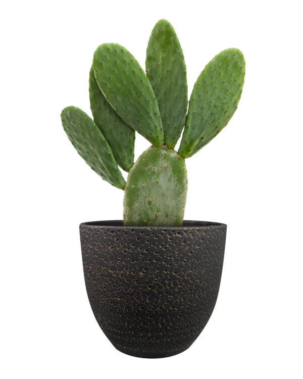 Lillepott Rinca d39xh36cm must