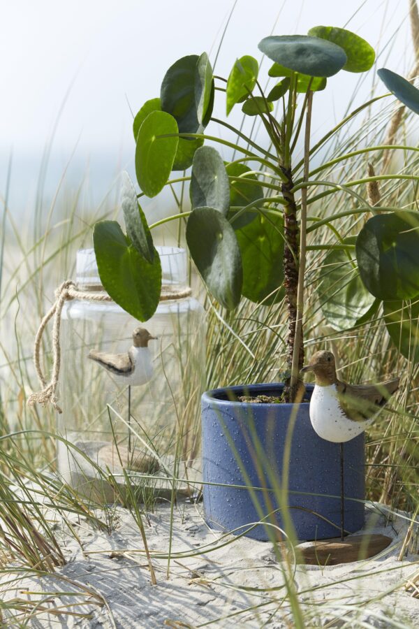 Lillevaas Vega 16x30cm läbipaistev