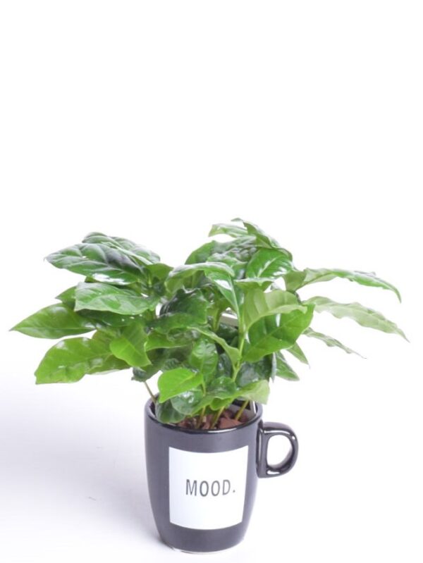 Araabia kohvipuu P8 sõnumiga tassis