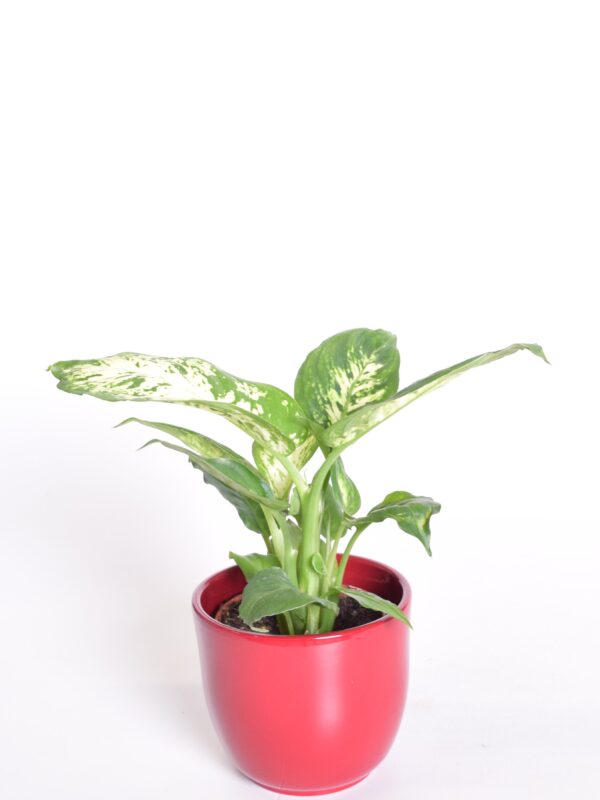 Diifenbahhia 'Compacta' P9