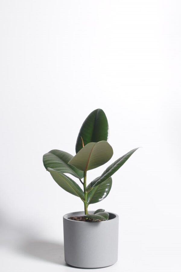 Kummi-viigipuu 'Robusta' P12