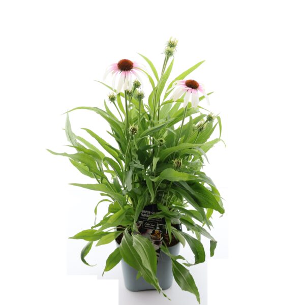 Punane siilkübar 'Fountain Pink Eye' P19 Eestis kasvatatud