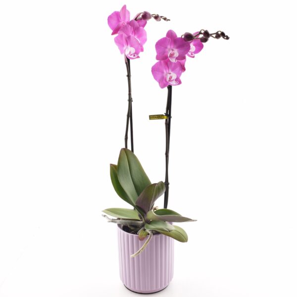 Kuuking 'Optistar Maro' P12 2õv