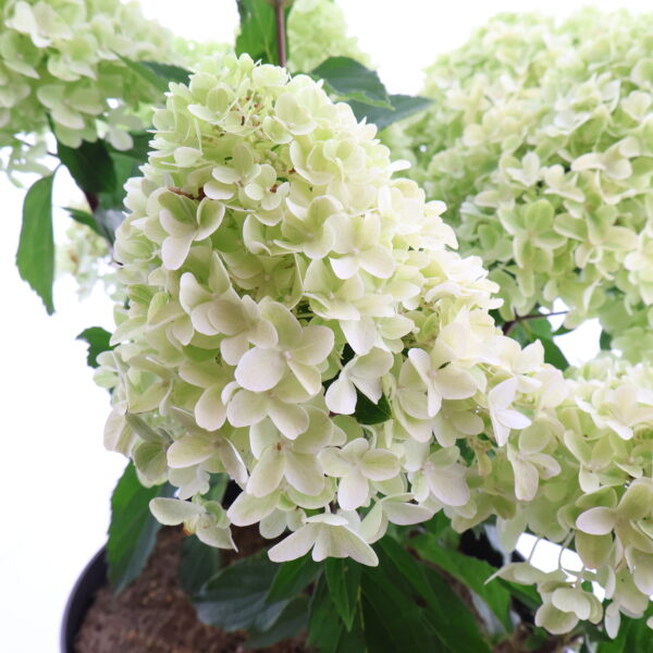 Aedhortensia 'Little Fresco' P26 40cm