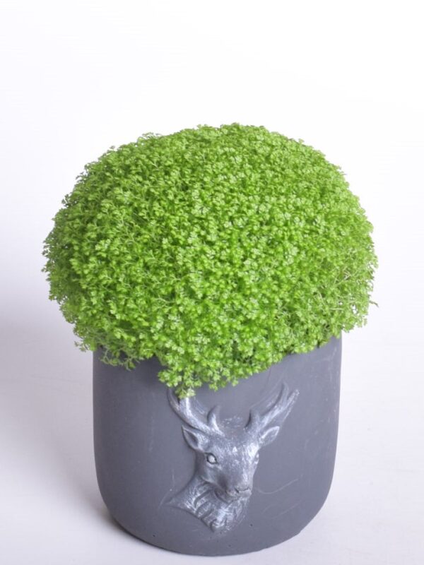 Külmaselaginell P10