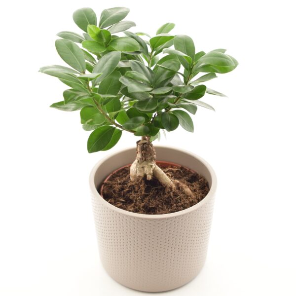 Väikeseviljaline viigipuu Ginseng P14 ümbrispotiga