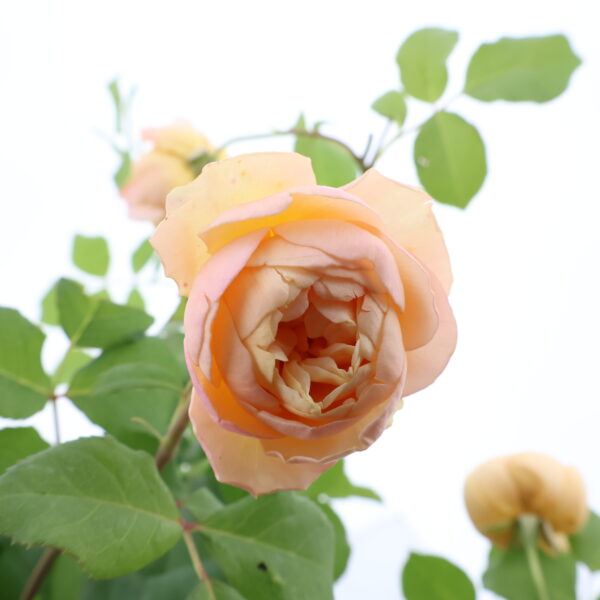 Inglise peenraroos 'Roald Dahl' P17