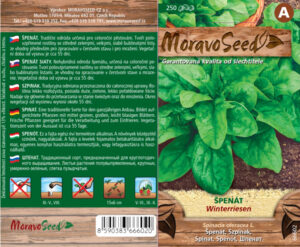 Spinat ‘Winterriesen’