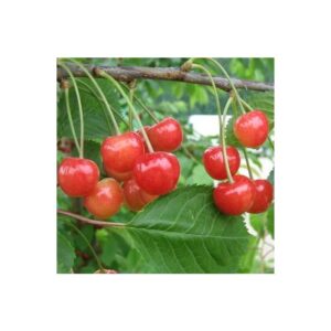 Magus kirsipuu ‘Madissoni Roosa’ C8 175cm /Eestis kasvatatud /madal alus