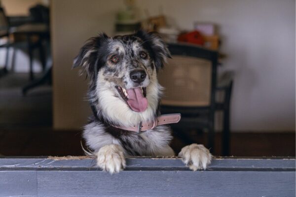 Kaelarihm BZ Balacron 52-62x3cm roosa