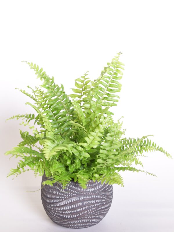 Kõrge nefroleep 'Green Moment' P12