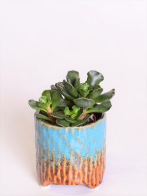 Padilehik P5,5 erinevad