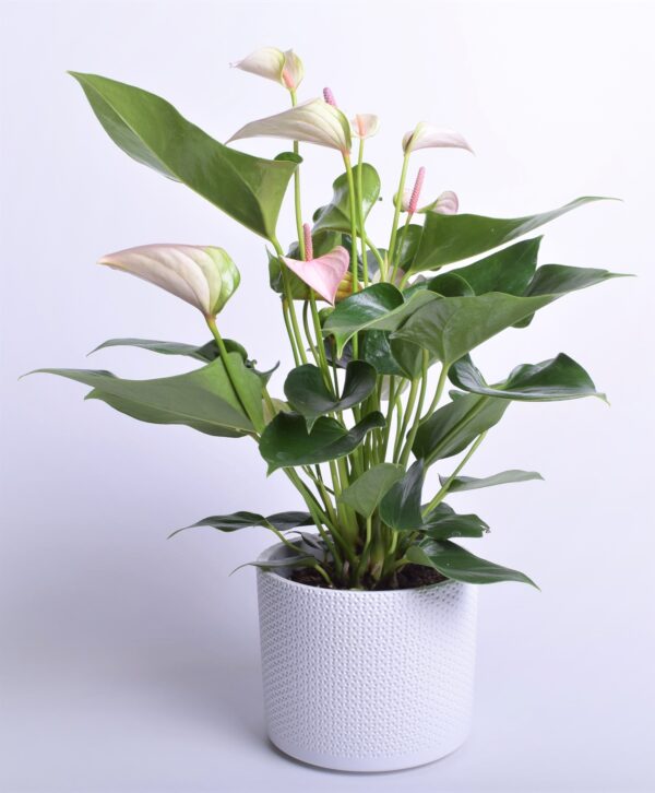 Flamingolill 'Joli Peach' P12