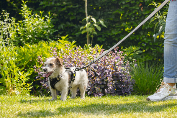 Jalutusrihm Parinca premium 120x2cm h.hall