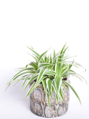 Tups-rohtliilia ‘Ocean’ P12