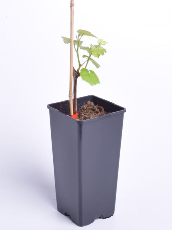 Viinapuu 'Fredonia' P17 Eestis kasvatatud