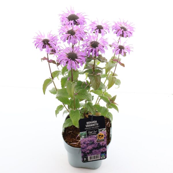 Monarda 'Blue Moon' P17 Eestis kasvatatud