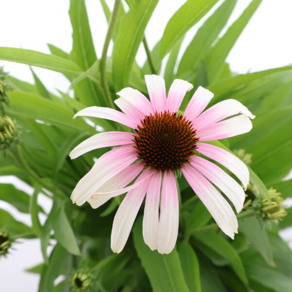 Punane siilkübar 'Fountain Pink Eye' P19 Eestis kasvatatud