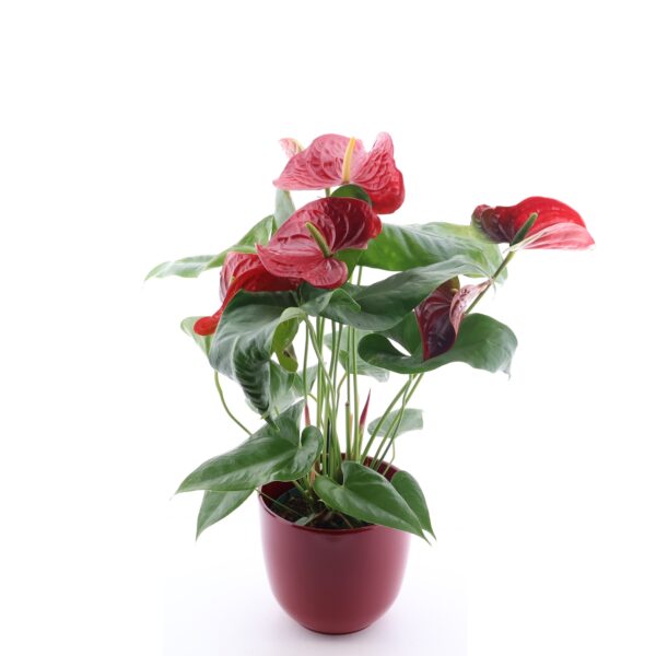 Flamingolill 'Nevada' P17