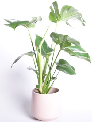 Meeldiv monstera P17