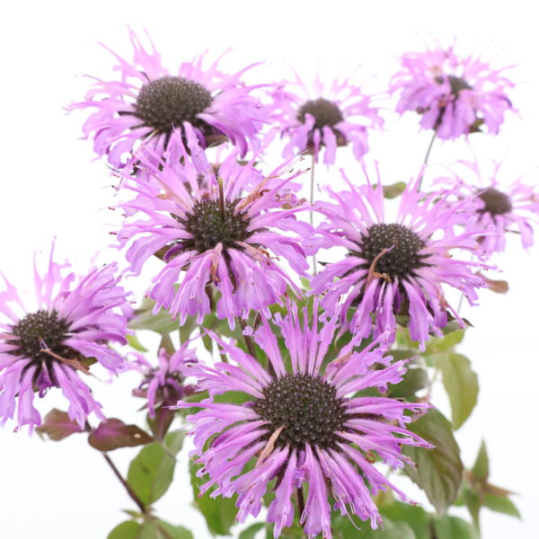 Monarda 'Blue Moon' P17 Eestis kasvatatud